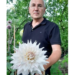 RİVİERA DAHLİA RİVİERA DAHLİA